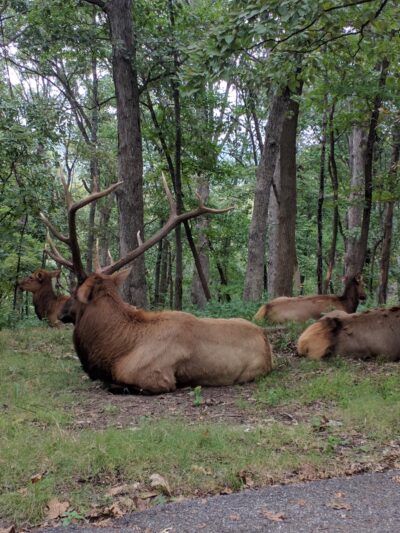 Forest 44 Conservation Area - High Ridge, MO