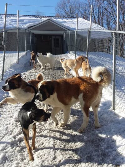 Top of the Hill Kennels - Highgate Center, VT