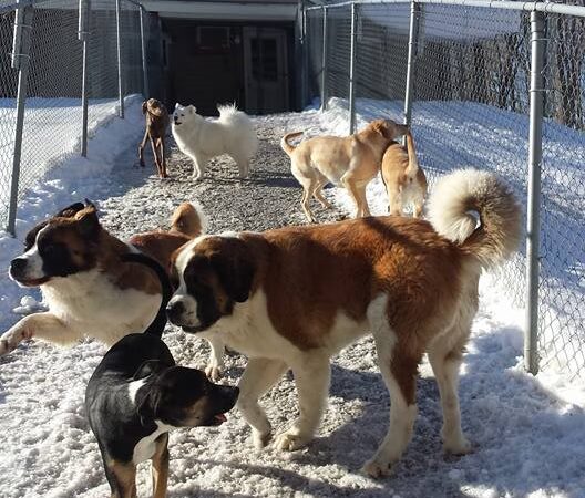Top of the Hill Kennels - Highgate Center, VT