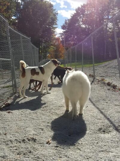 Top of the Hill Kennels - Highgate Center, VT