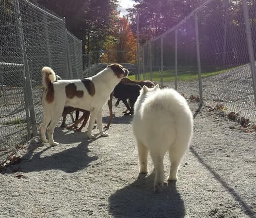 Top of the Hill Kennels - Highgate Center, VT