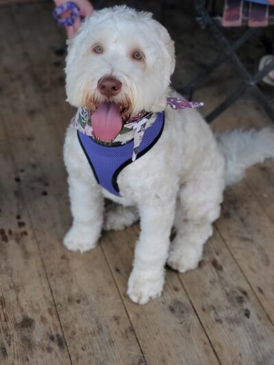 Highland Pet Resort Inc. - Highland, NY