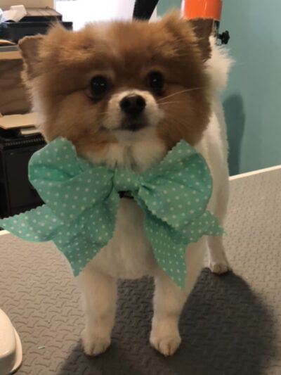 Barks on Bay Dog Grooming Salon - Highlands, NJ
