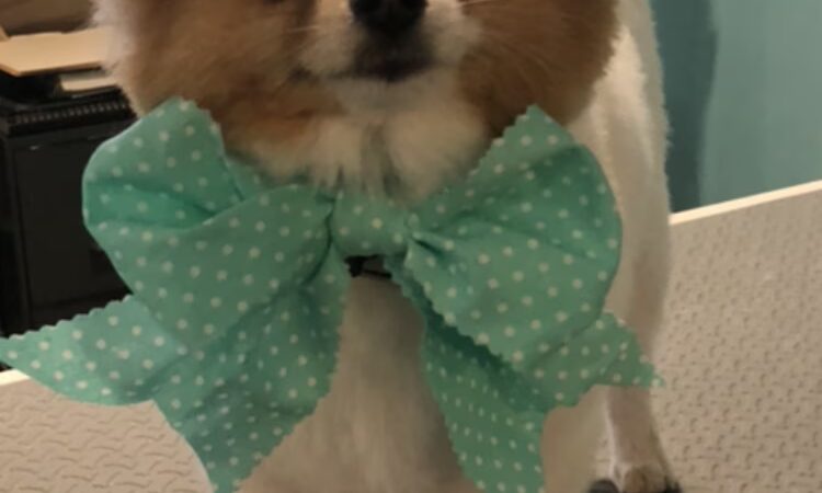 Barks on Bay Dog Grooming Salon - Highlands, NJ