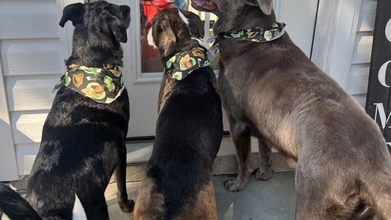 Barks on Bay Dog Grooming Salon - Highlands, NJ