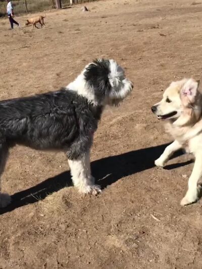 Hound Hill Dog Park - Highlands Ranch, CO