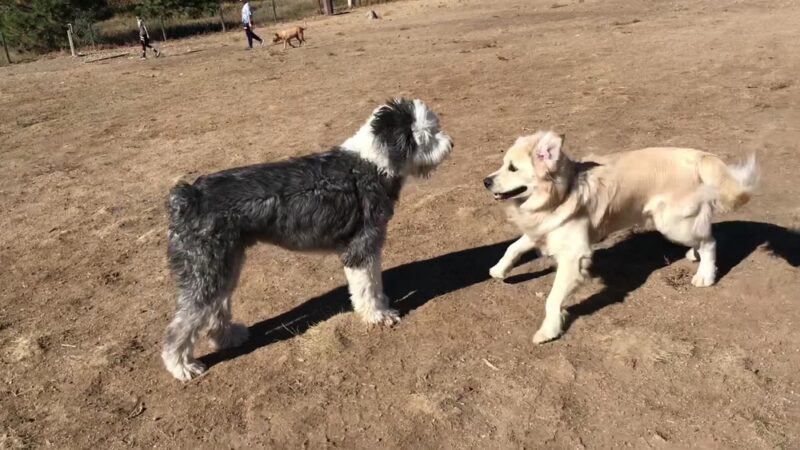 Hound Hill Dog Park - Highlands Ranch, CO