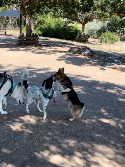 Hound Hill Dog Park - Highlands Ranch, CO
