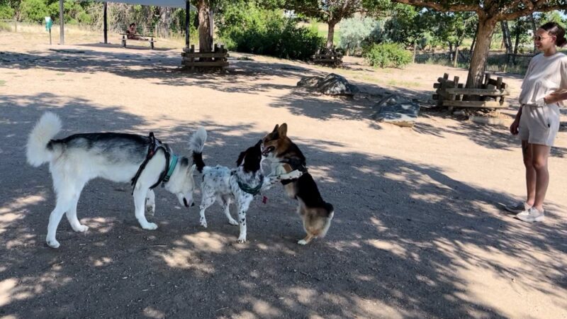 Hound Hill Dog Park - Highlands Ranch, CO
