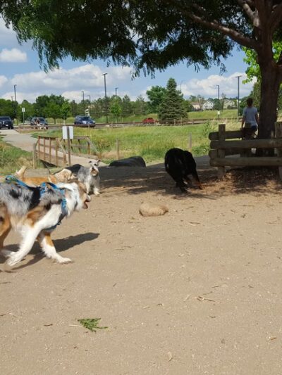 Hound Hill Dog Park - Highlands Ranch, CO