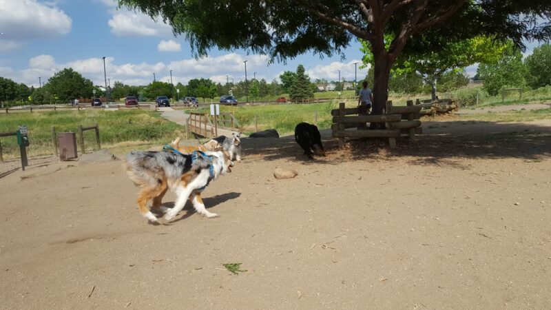 Hound Hill Dog Park - Highlands Ranch, CO