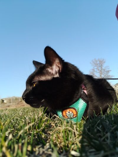 Marcy Park - Highlands Ranch, CO