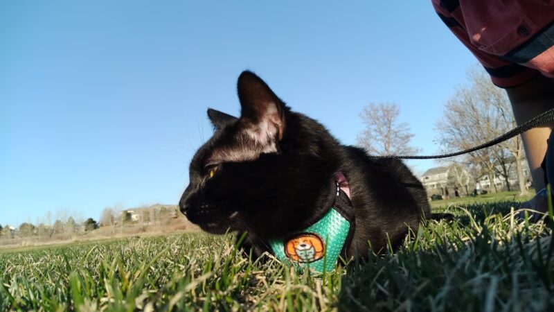 Marcy Park - Highlands Ranch, CO