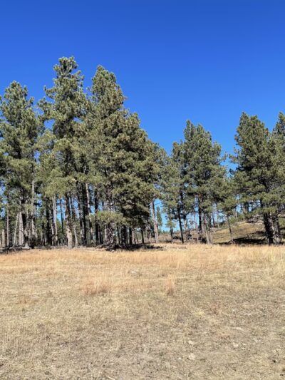 Mickelson Trail -- Hill City - Hill City, SD