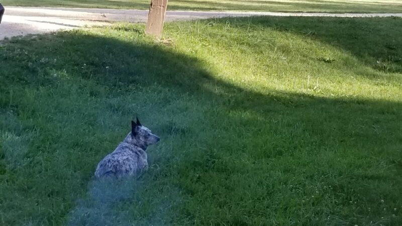 The Ditch Creek Campground - Hill City, SD