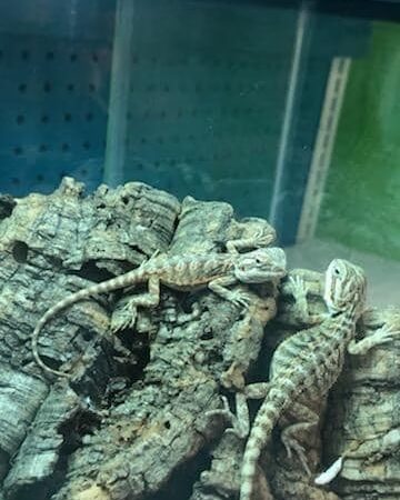 Furplus City - Hillsboro, MO