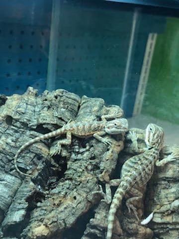 Furplus City - Hillsboro, MO