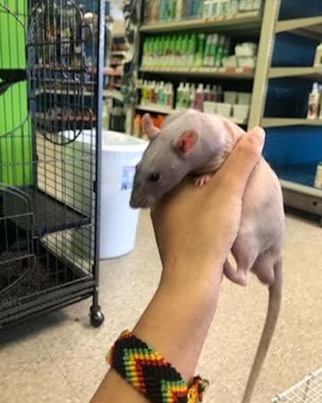 Furplus City - Hillsboro, MO