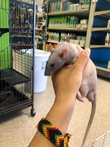 Furplus City - Hillsboro, MO