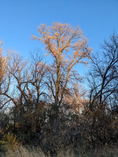 Rosalie’s Prairie - Hillsboro, ND