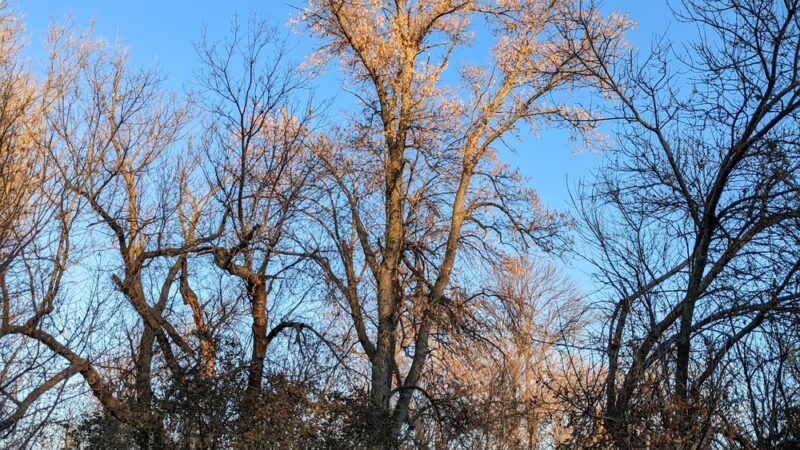 Rosalie’s Prairie - Hillsboro, ND