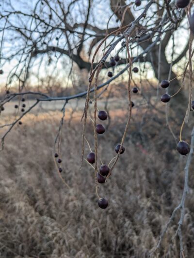 Rosalie’s Prairie - Hillsboro, ND