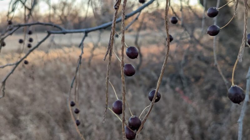 Rosalie’s Prairie - Hillsboro, ND