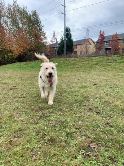 Aidalie's Off-Leash Dog Area - Hillsboro, OR