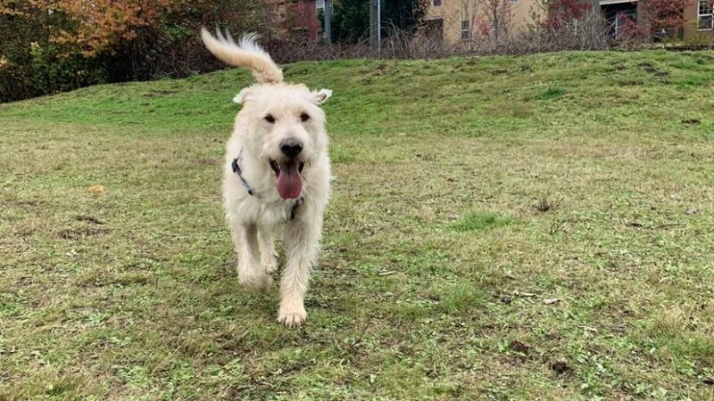 Aidalie's Off-Leash Dog Area - Hillsboro, OR