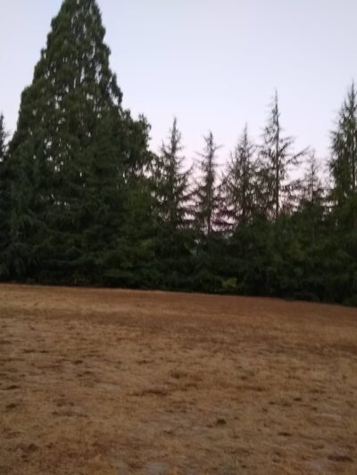 Aidalie's Off-Leash Dog Area - Hillsboro, OR