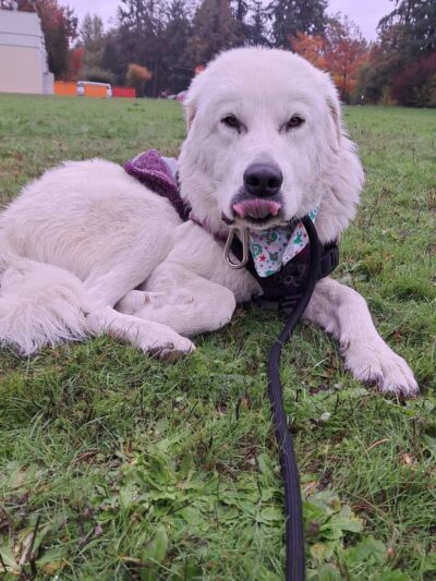 Aidalie's Off-Leash Dog Area - Hillsboro, OR