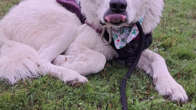 Aidalie's Off-Leash Dog Area - Hillsboro, OR