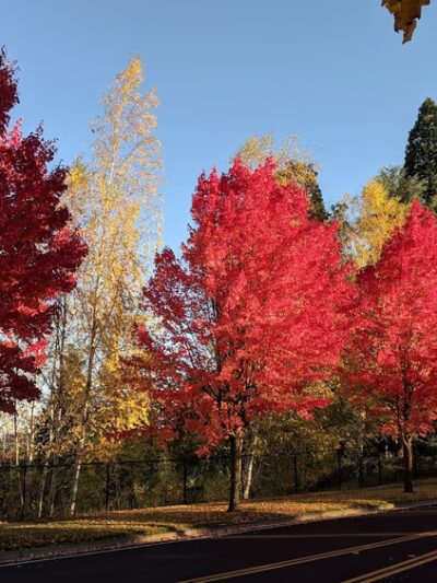 Glencoe Creek Park - Hillsboro, OR