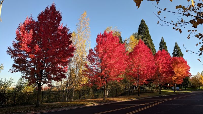 Glencoe Creek Park - Hillsboro, OR