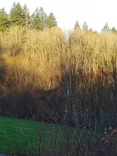 Rood Bridge Park - Hillsboro, OR