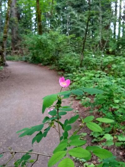 S Loop Trail - Hillsboro, OR