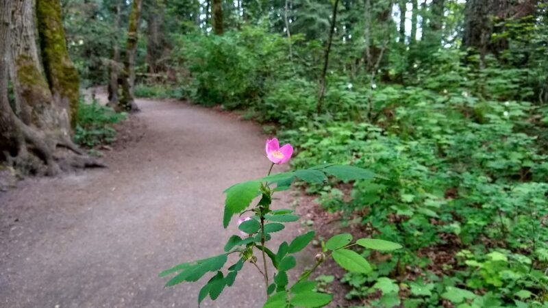 S Loop Trail - Hillsboro, OR