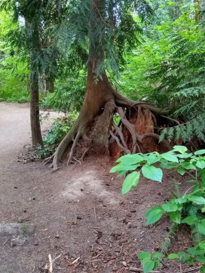 S Loop Trail - Hillsboro, OR