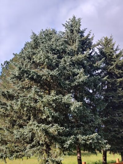 Sneddon Home - Hillsboro, OR