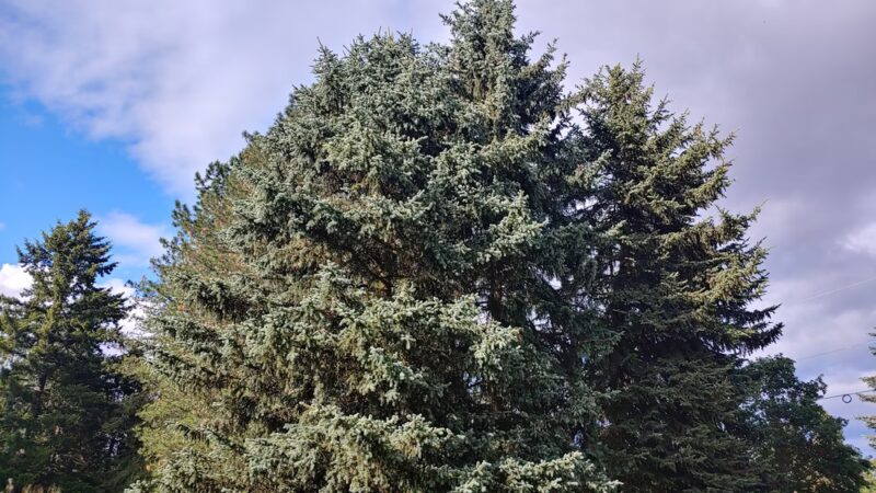 Sneddon Home - Hillsboro, OR