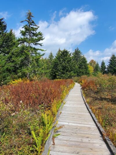 Cranberry Glades Botanical Area - Hillsboro, WV