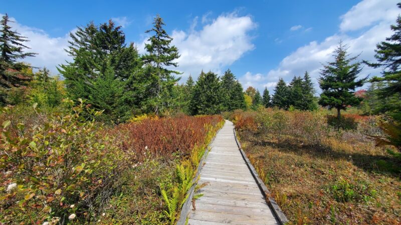 Cranberry Glades Botanical Area - Hillsboro, WV