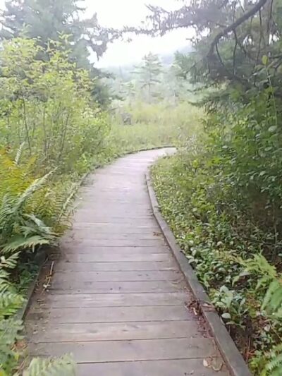 Cranberry Glades Botanical Area - Hillsboro, WV
