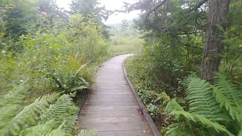 Cranberry Glades Botanical Area - Hillsboro, WV