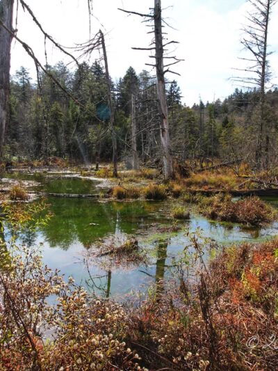 Cranberry Glades Botanical Area - Hillsboro, WV