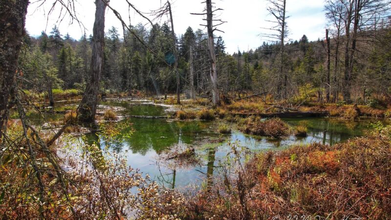Cranberry Glades Botanical Area - Hillsboro, WV