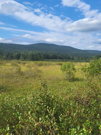 Cranberry Glades Botanical Area - Hillsboro, WV