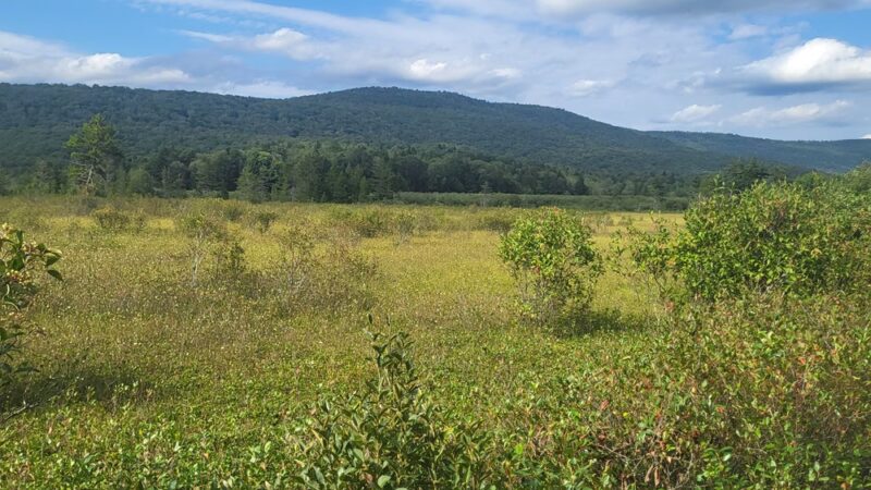 Cranberry Glades Botanical Area - Hillsboro, WV