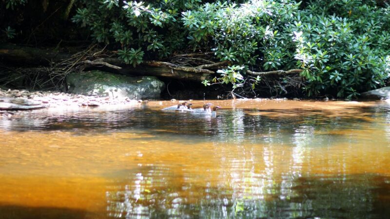 Cranberry Wilderness - Hillsboro, WV