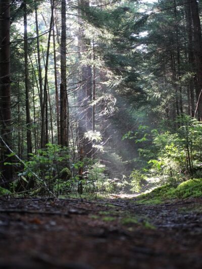 Cranberry Wilderness - Hillsboro, WV